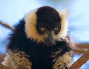 Black and White Ruffed Lemur (Varecia variegata)