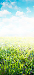 Fototapeta na wymiar Green spring grass closeup, vertical banner composition.