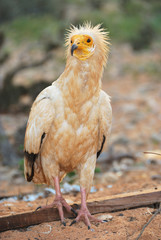 The Egyptian Vulture