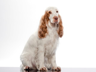 red English Cocker Spaniel