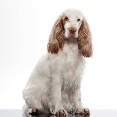 red English Cocker Spaniel