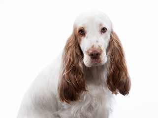 red English Cocker Spaniel