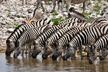 zebras at waterhole