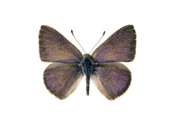 Butterfly -  Varied Dusky-blue, Candalides hyacinthina