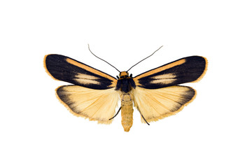 Lichen moth, Manulea replana