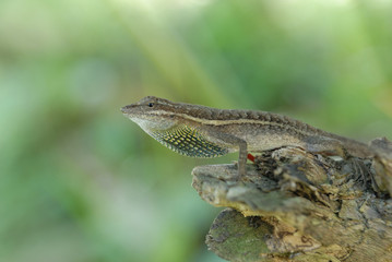 Anolis auratus - (Polychrotidae sauria)