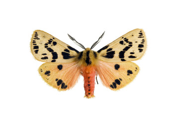 Naklejka premium Crimson tiger moth, Spilosoma curvata