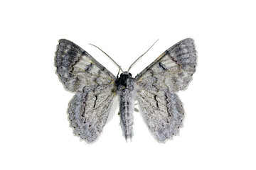 Obraz na płótnie Canvas Common Brown Looper Moth, Hypodoxa muscosaria
