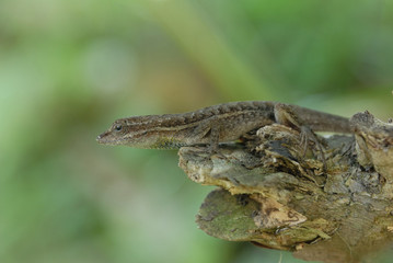 Anolis auratus - (Polychrotidae sauria)