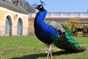 Obraz premium peacock