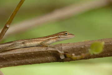 Anolis auratus - (Polychrotidae sauria)