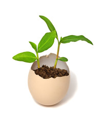 Plant hatching from an egg