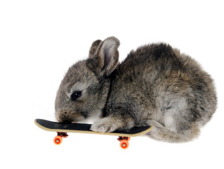 Obraz premium Little rabbit on a skateboard