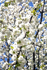 Close-up branch of bloom in spring