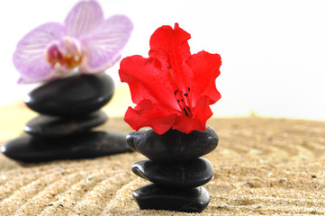 Blüte Azalee und Orchidee mit Steine Hot Stones auf Sand
