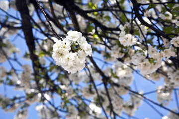 Close-up branch of bloom in spring