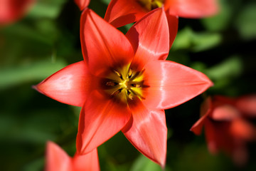 Spring Tulip Open in the Sun