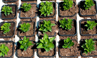 godets de plantes de rocaille