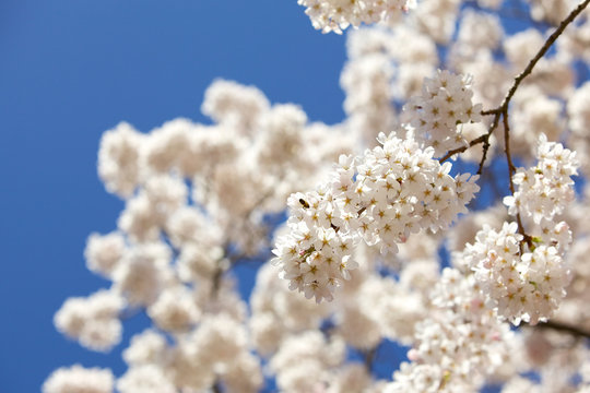 White Blossom Branch © bridgephotography