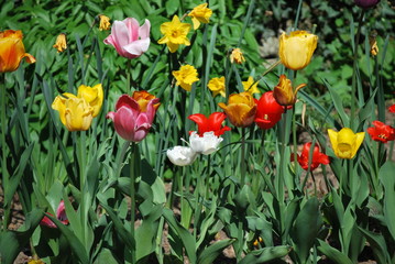 Tulpen