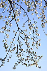 Close-up branch of bloom in spring