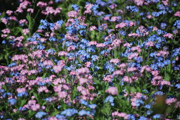 Naklejka premium Vergissmeinnicht