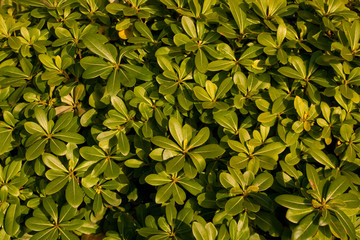 Fototapeta na wymiar Background of little green leafes