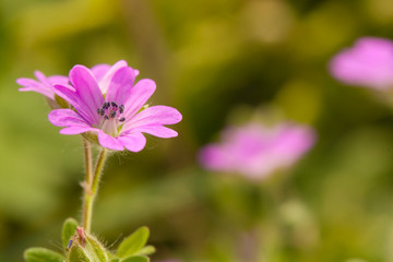 Field flowers