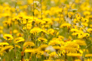 Obraz premium Field flowers