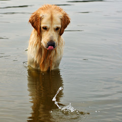 Golden Retriever in water