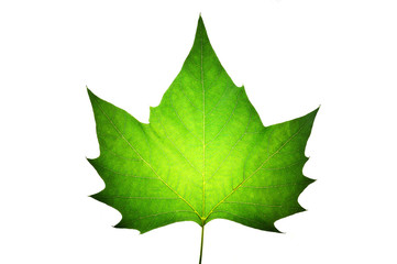 maple isolated on white