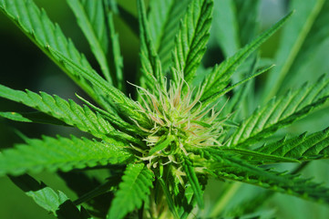 marijuana