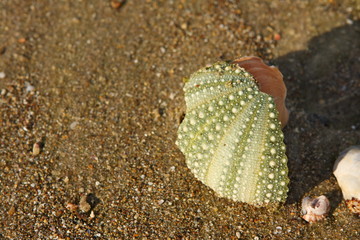 Sea urchin shell on beach