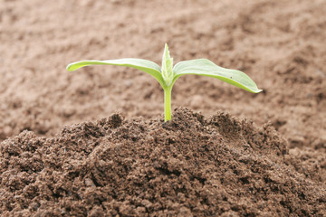 Single seedling growing in soil