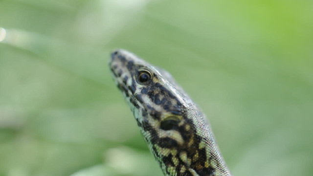 lucertola impaurita mimetizzata
