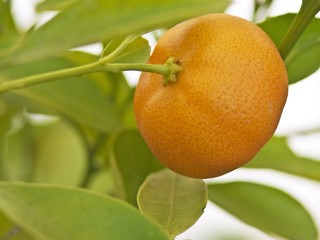 Kalamondin, Mandarine