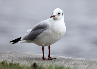 seagull