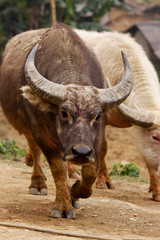 Wasserbüffel auf dem Weg zum Feld
