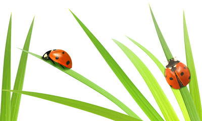 Ladybirds on stalks isolated on white