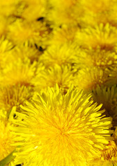 dandelion flower