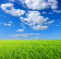green grass and sky