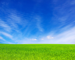 green grass and sky