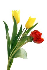 tulips
