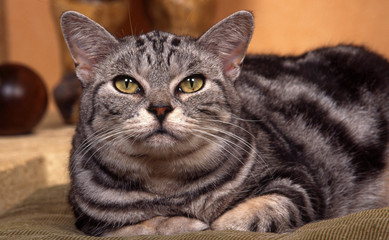 Obraz premium chat british shorthair allongé de face