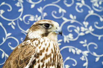 peregrine, falcon