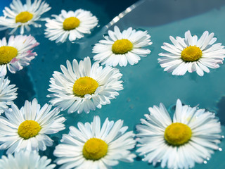 Fototapeta premium White Daisies in water
