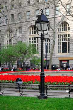 Lamp post and tulips