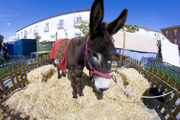 Farmland and  Donkey head portrait