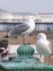 Seagulls