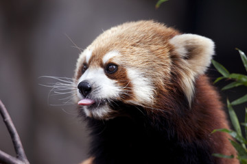 かわいいレッサーパンダ